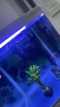 حوض سمك • أربيل