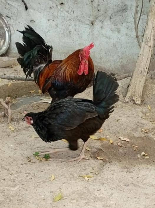 ديج ودجاجه وافراخ ٢ للبيع السعر خاص


**إذا كنت صاحب هذا الإعلان وتريد حذفه لأي سبب، رجاءا أرسل رسالة إلى الدعم الفني**