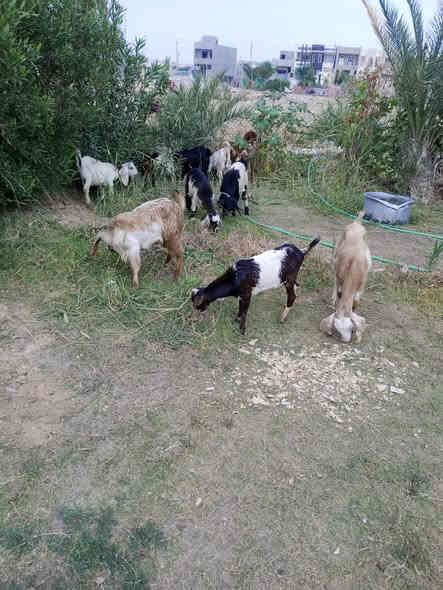 شرط النصاحه المكان تكريت الديوم 0780 056 6781
