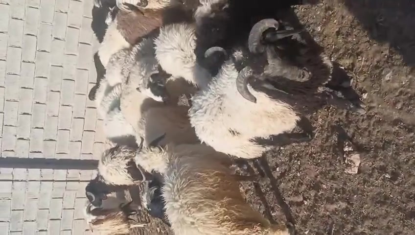 السلام عليكم يوجد لحم طلي مال الدير اللي يريد طلي كامل او نص طلي  سعر الكيلو ١٩٠٠٠  للأستفسار اتصل ***********
