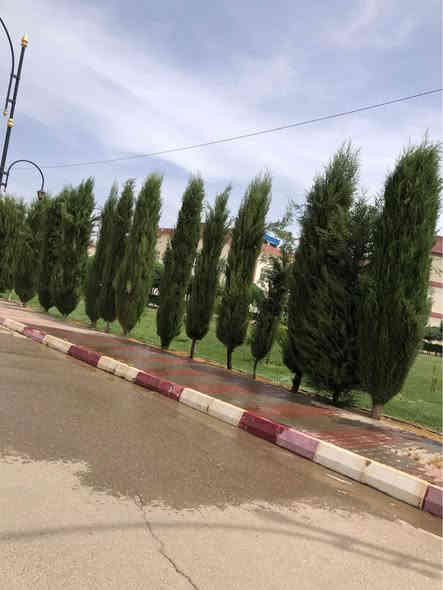 ‎تەنها ۲ هەزار .  !!!!!!!!!!!!!!!!!!!!!!!!!!!!!!!
‎سەرو(سنەوبەر)ی عامودی
‎‏‎نەمامەکان لەکیس دان ئەتوانیت ئیستا بیانچینیت 
‎نەمامی ۸٠ سانتیم تا مەتر و سی سانتیم نرخی ۲ هەزار
‎لە ۸٠ سانتیم بچوکتر 
‎نرخی ۱٥٠٠
‎گەیاندن ھەیە بۆ ھەمو کوردستان  
‎گەر نەمامە کان ھەمان وەسف نەبون ئەتوانیت پێش ئەوەی وەری بگریت بیگەرینیتەوە 
   ***********
   ***********
‎📌 ناونيشانی نەمامگە 
‎ رانيە—گوندی كانيماران رانية
