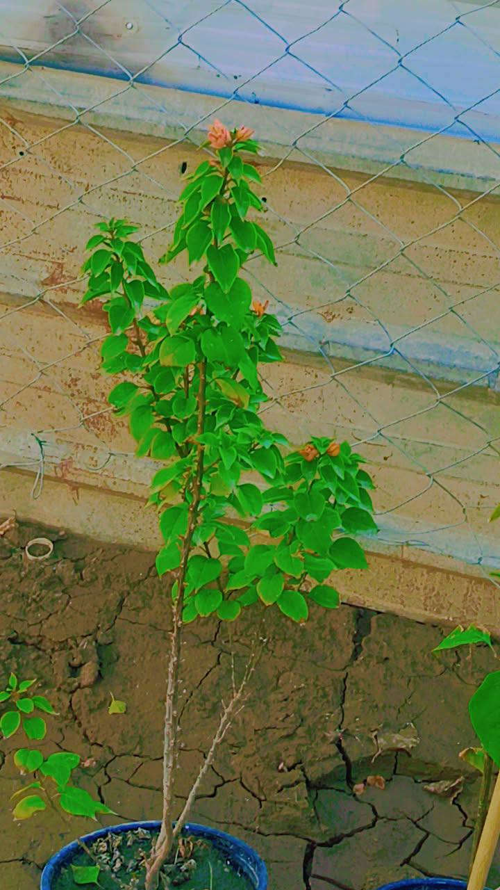 السلام عليكم ورد طبيعي توصيل موجود


**إذا كنت صاحب هذا الإعلان وتريد حذفه لأي سبب، رجاءا أرسل رسالة إلى الدعم الفني**