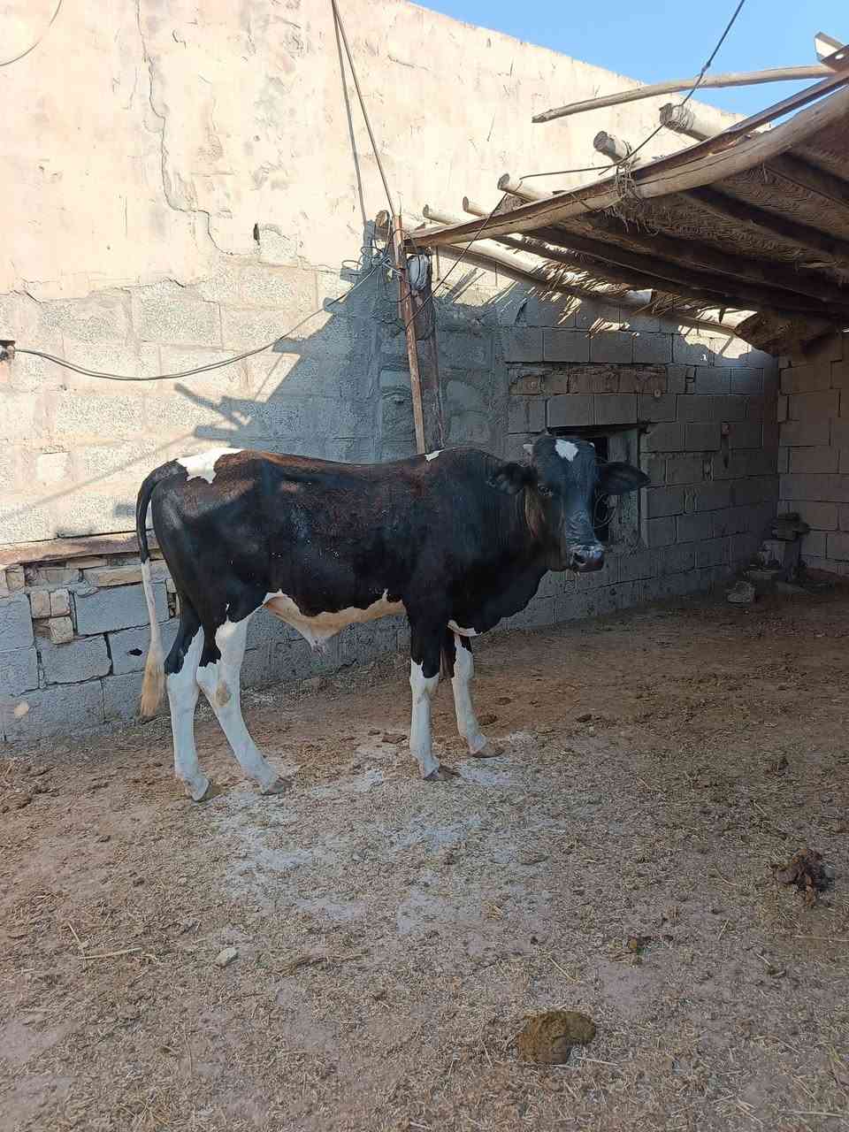 ثور يرهم جني .ويرهم كصابه السعر مليون و900 وبي مجال العنوان ميسان المدثره ***********
