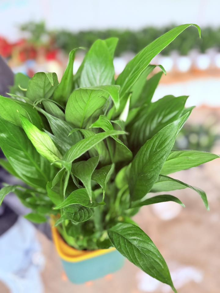 السلام عليكم 

تم وصول نبات ضليه ماىيه 
اسم النباة شراع حجم كبير 
🟢يوجد مفرد وجملة 
✅التوصيل قضاء الحي 
✅الاسعار ادخل استفسر ع الخاص
ويتوفر أيضا جميع انواع البتموس المستورد والاسمده وال NPK

العنوان🫰
واسط قضاء الحي 🫠
بدايه جسر الكراده😚
( مشتل الغراف )
رقم***********
***********
بأدارة(ابو ادهم)
