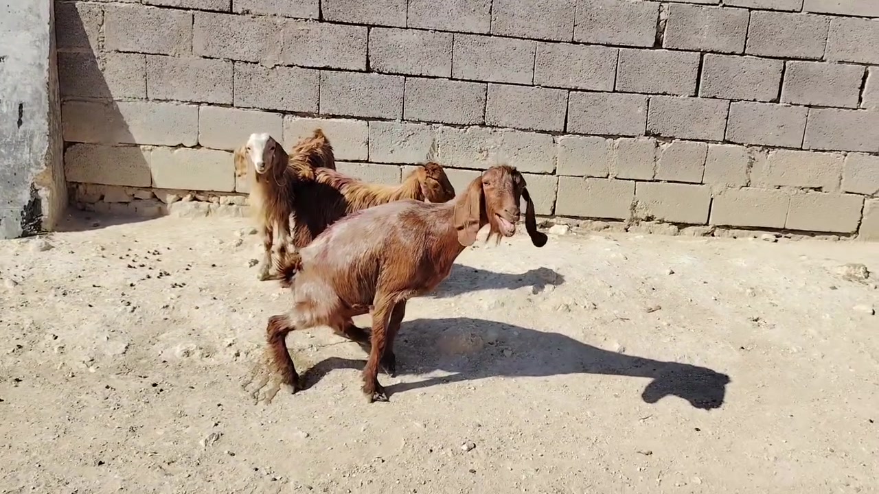 بسم الله ماشاء الله تبارك الرحمن 
متاح جذعه ثاني بطن وراه توم جدايه ذكوره لعنز غرزت بين عشاره فوك ضناها مانطيك ضمان عن لمفاشل شرط نصاح سن وشطر وعلاكل عيب عنز طيبه سعر فقط 465 مكان الانبار حديثه *********** وبي واتساب
