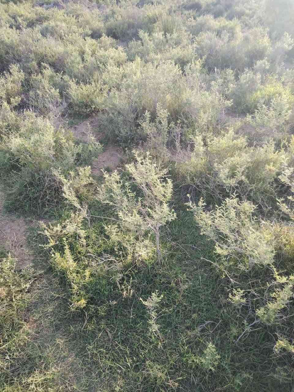 أرض زراعية ٣٠ دونم للبيع تقع على طريق الحي مقابل المعهد التقني الكوت كهرباء وماء سيح للسقي ومي اساله للشرب قريب منهه جدأ العقد الجديد ٢٤ الأتصال على هذا الرقم ***********
