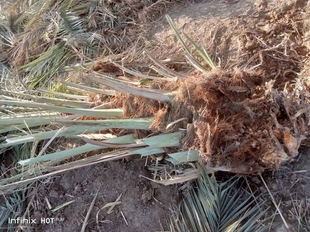 يوجد فسايل زهدي للبيع مثل ما تشوف كدامك حيل كبار 

السعر 15الف 

***********
