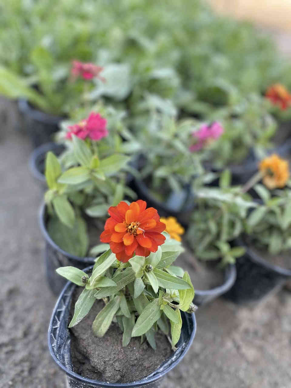 عرض خاص الورد  البتونيه  والقرفل والزينيا  والقرقوز فقط ب٧٥٠ ابمشتل المناذره الفرع الثاني مقابل مجمع القاسم عامود ٩٣لتواصل خاص  او واتساب ***********
