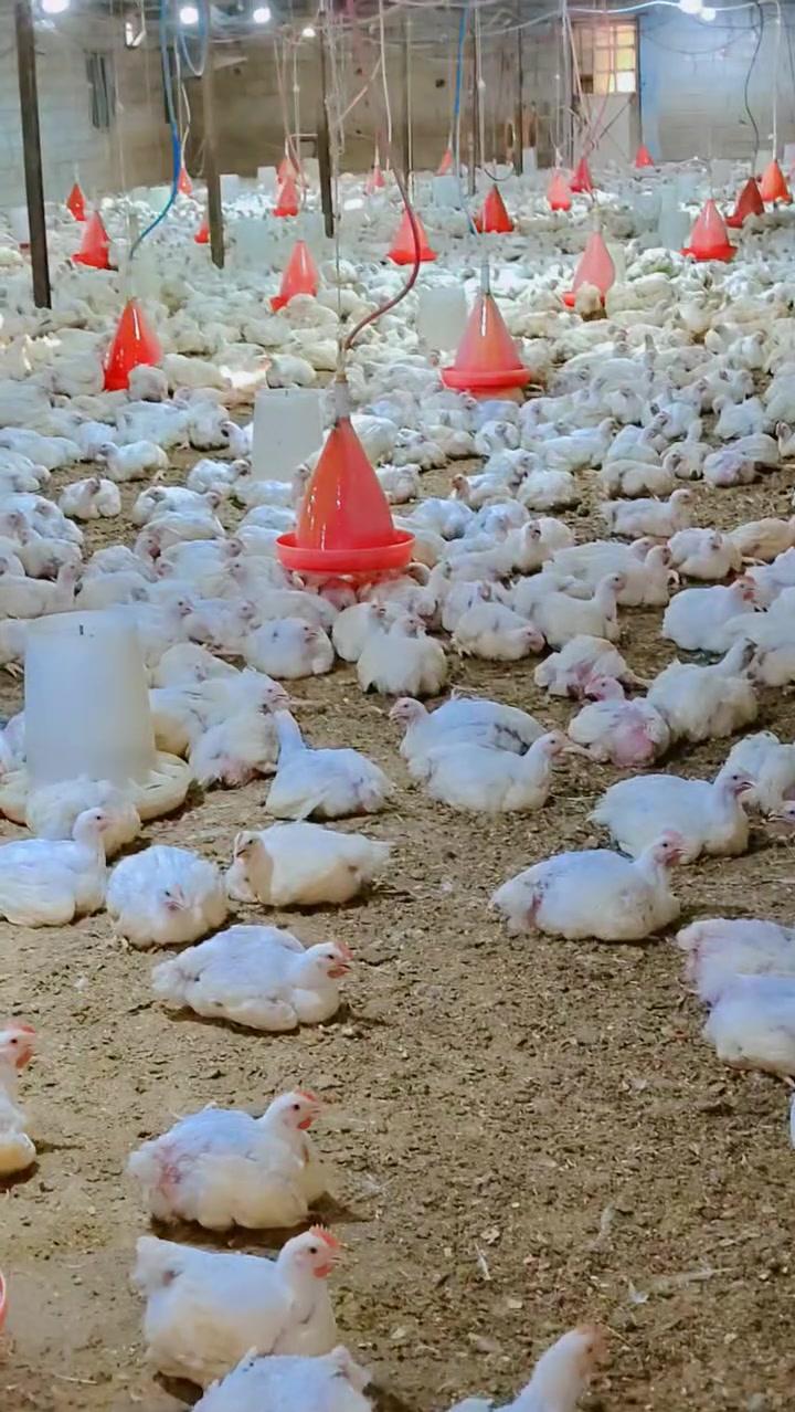 بسم الله ع بركه الله متوفر اجنحه صدر ركبه افخاذ اجنحه كبده افخاذ كبده ايضن دجاجه كامله منضفه مقطعه جاهزه للطبخ بدون تقطيع ايضن حجز استفسار اتصال واتساب *********** وزن من ٣ كيلو ال ٣٥٠٠
