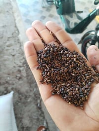 بذور سيسبان للبيع تصل 07732381799