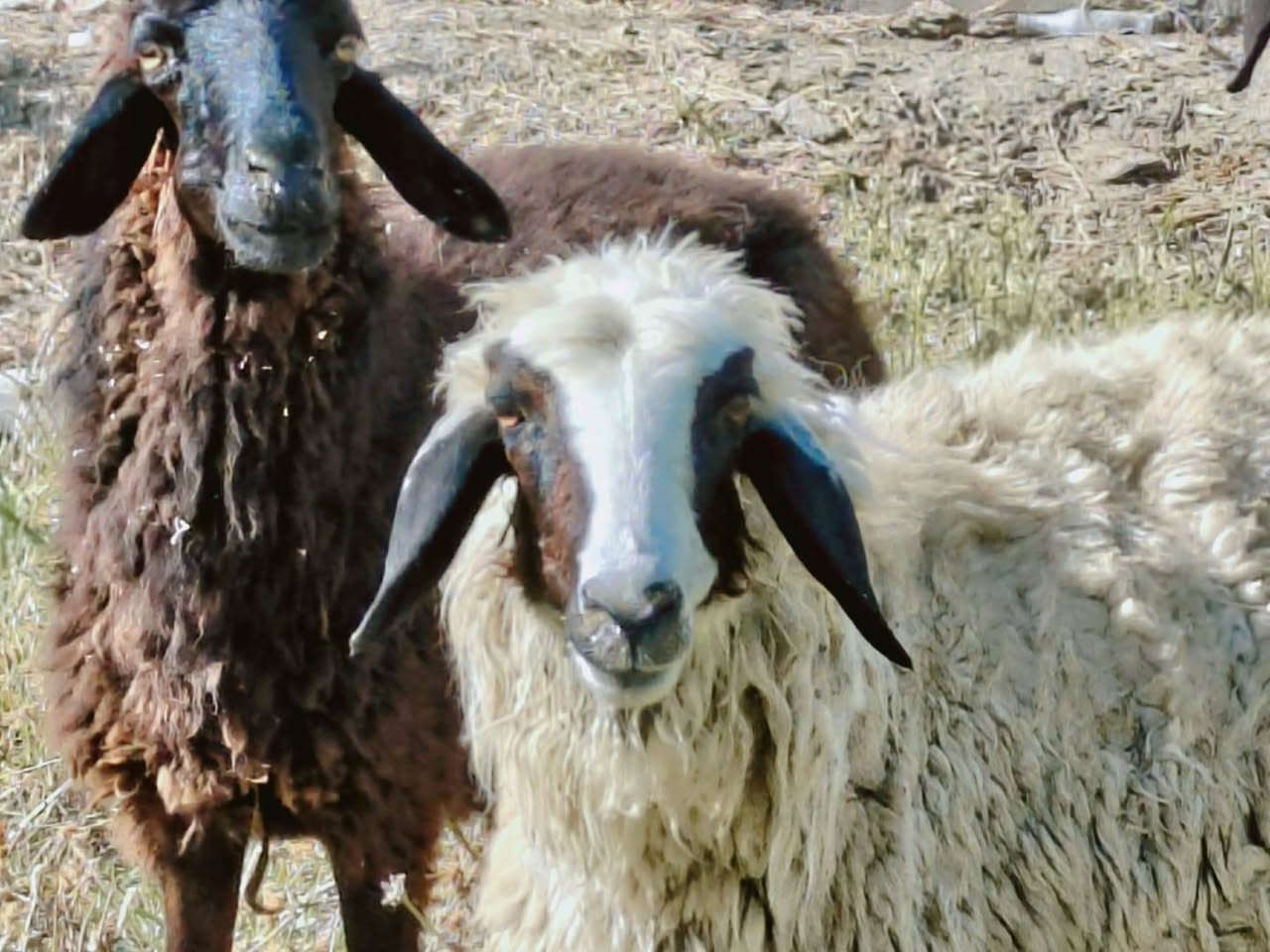 غنم عدد 5مراح واحد كلهن وراجين بس وحده ام رابع
عله كل عيب  مكفولات عين وسن وشطر  ونصاحه فول  حلال نضيف ومال جني  
مضاريع  شهرين و3 

سعر الوحده 290 
سعر مال بيع 
ديوانيه سنيه
 تــــوصــــيل مــــــاكوووو

***********
***********
