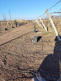 قضاء الضلوعية • بستان عنب • ٦ دونم