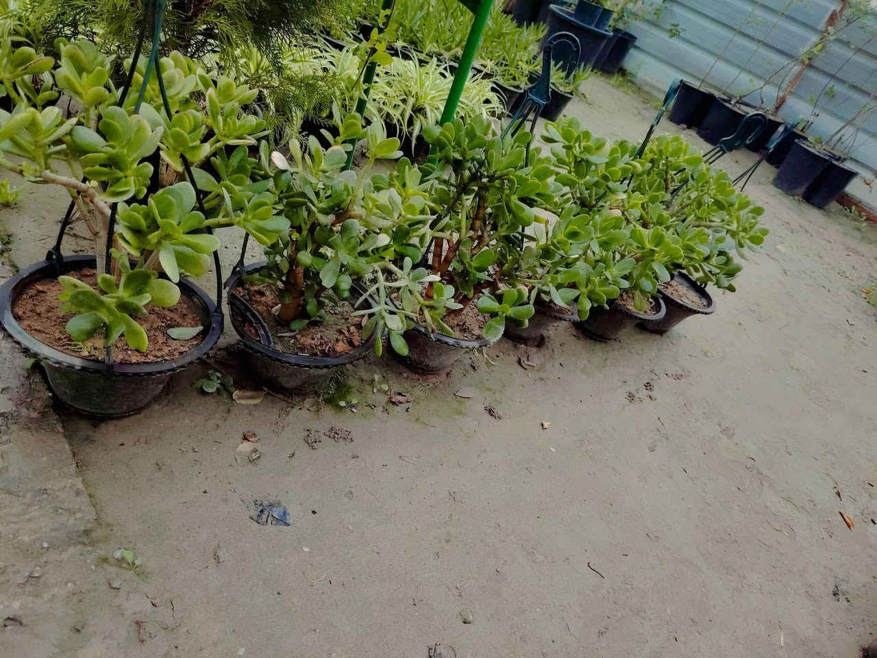 #خصم_40% 
نبات شجرة المال (متدلي)
السعر القديم ٨٠٠٠❌
#خصم 👇
السعر الجديد ٥٠٠٠ دينار فقط ✅💥
نبات عصاري دائم الخضرة مقاوم للحرارة والاجواء العراقية و العطش.

للطلب و إلاستفسار الاتصال على الرقم التالي *********** 📲
يوجد خدمة توصيل داخل الكوت فقط 🚕
