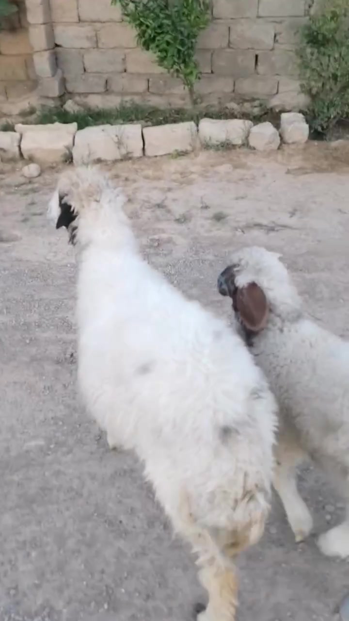 نعجه اول بطن وراه خروف سعر خابر ***********
