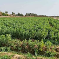 ٤ دونم • تطل ع دجلة • طابو سند ٢٥