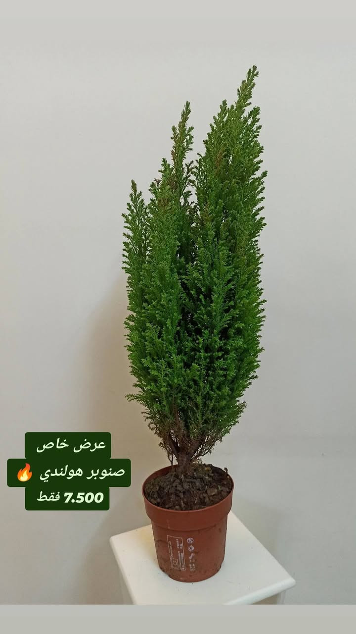 وصول وجبة جديدة من نباتات الظل 🌱
اختيارات حلوة تناسب البيت والمكتب
وبأنسب الأسعار
✨ تبدأ من 5,000 فقط ✨
يوجد لدينا خدمة توصيل لكافة احياء مدينة الموصل والمحافظات 
الحجز والاستفسار الاتصال 
***********
