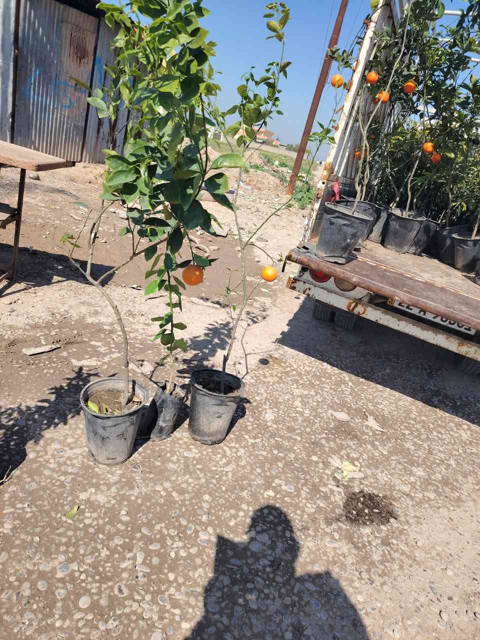 شجره برتقال
شجر برتقال صيني
شجره ليمون
***********
