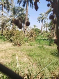 أرض مزرعة • ٢ دونم • المدائن التويثة