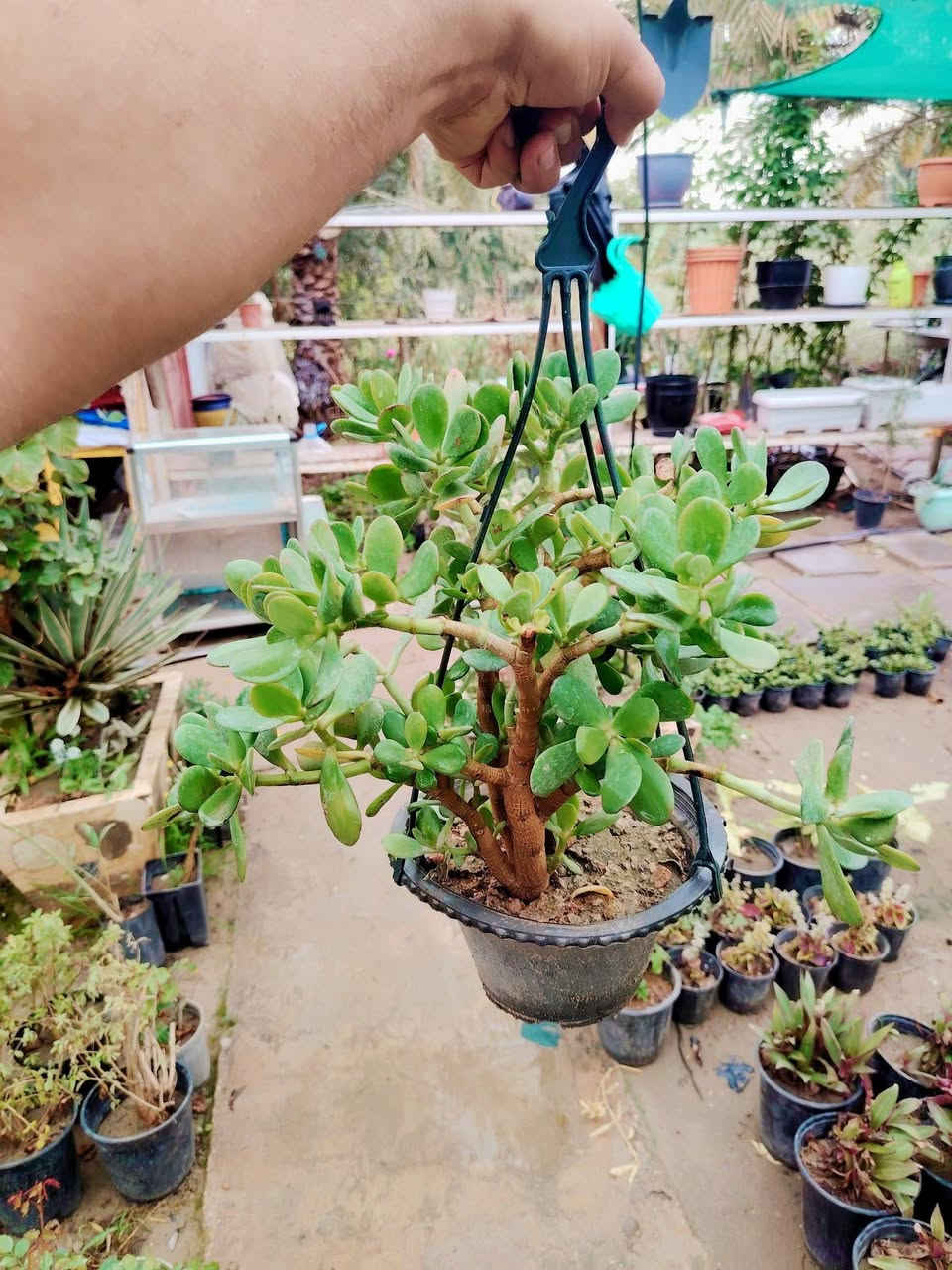 #خصم_40% 
نبات شجرة المال (متدلي)
السعر القديم ٨٠٠٠❌
#خصم 👇
السعر الجديد ٥٠٠٠ دينار فقط ✅💥
نبات عصاري دائم الخضرة مقاوم للحرارة والاجواء العراقية و العطش.

للطلب و إلاستفسار الاتصال على الرقم التالي *********** 📲
يوجد خدمة توصيل داخل الكوت فقط 🚕
