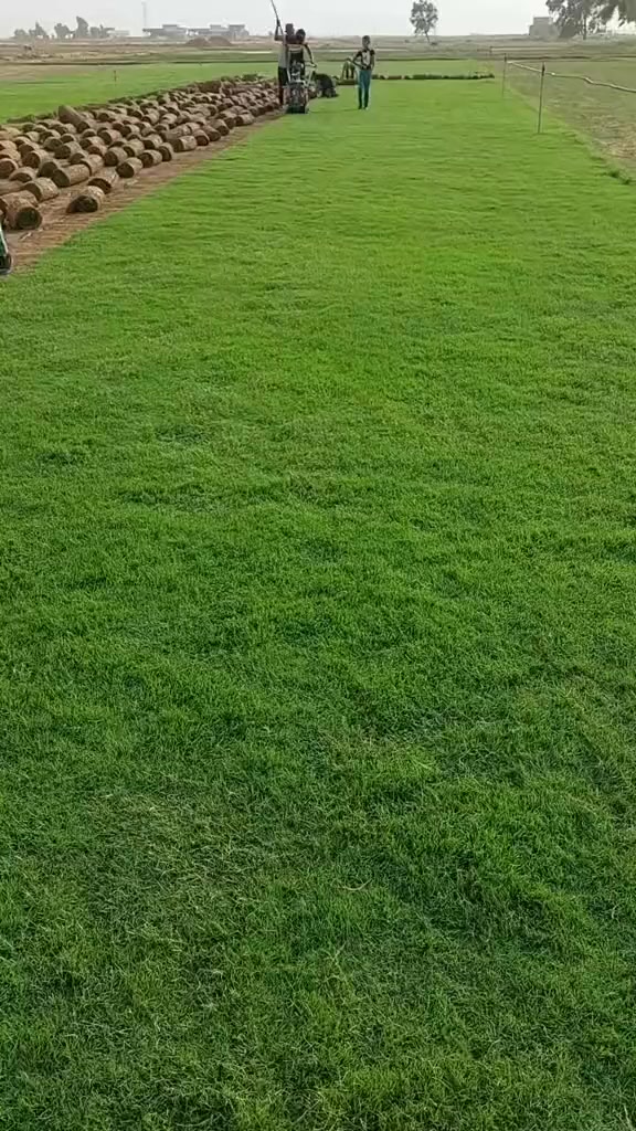 #مشاركة #للمنشور @إشارة 
#تخفيضات #ثيل #هندي 
ثيل هندي طبيعي توصيل جميع أنحاء العراق والسعر حسب المكان والكمية مع التوصيل مستعدون لزرع كافة الحدائق المنزلية والعامة والملاعب والمنتزهات اتصل ودلل ***********
***********الاثير بي واتساب
