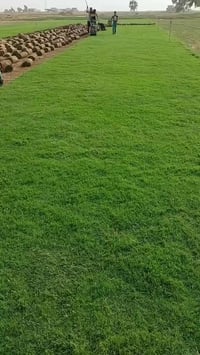 #مشاركة #للمنشور @إشارة  #تخفيضات #ثيل #هندي  ثيل هندي طبيعي توصيل جمي...