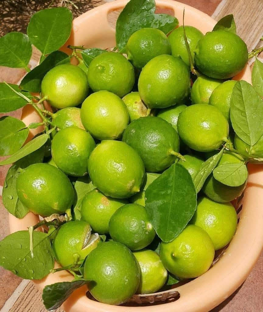 الليمون العراقي🍋
فاكهة النومي حامض من أجود أصناف الليمون على مستوى العالم،

اشجار ليمون  عراقي مثمر  (  مطعم على ناارنج )
تستطيع زراعتها الان

الليمون االاخضر االعرااقي   

ارتفااع  الشتله  1.20-1 متر 
السعر  :  3500 دينار 
السعر / ثلاثة الف ونص

عنوان / تقاطع سبعه نيسان داخل


**إذا كنت صاحب هذا الإعلان وتريد حذفه لأي سبب، رجاءا أرسل رسالة إلى الدعم الفني**
