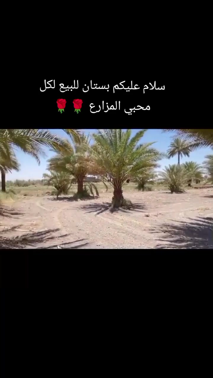 السلام عليكم
يتوفر دونمين  او بستان  يحتوي على 50 نخلة للبيع  المساحة (5000) م² 🌹
📜 سند 25 طابو باسم المالك
❗️شامل كافة الخدمات❗️ ⚡ كهرباء متوفرة 💧 ماء إسالة متوفر
📐 الواجهة 50متر × العمق 100متر
☘️🍃 يصلح للاستثمار 🌴 كما يصلح مزرعة
📍 الموقع: بابل – المحاويل – قرية البوعلوان – شارع أبو الطيارة 🌹✈️
.سعر دونم40 
للاستفسار أكثر ☎️
***********
