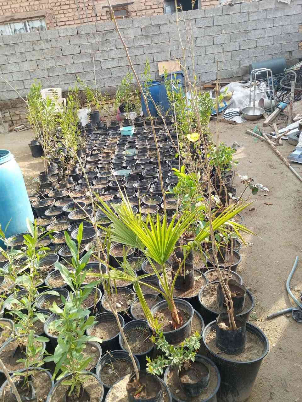 السلام عليكم مشتل الحوراء في منطقة    السطعش قرب محطة وقود الاحمدي قرب مقر الفوج مقابيل معمل شتايكر عاصي الكعبي مقابيل صورة الشهيد احمد ناصر علوان الفريجي الموجوده على شارع الستين الشارع الموجود مقابيل الصوره سابع قطعه موقع مشتل الحوراء وهو من اكبر المشاتل في سبع البور يوجد لدينا النبك التفاحي البصرا وي ولتكي والاولفيرا والياس والثيل الهندي والفكس والكابرس والتين والزيتون والرارنج والنومي حامظ والسندي والعنب والرمان والبنبر والجهنمي والخوخ والمشمش والمينه والمطاط العراقي والياباني وشوكة المسيح وورد الجوري السلطاني والتركي والعراقي والايراني والصبار وتوجد. لدينا الاسمده الكيماويه الداب وال ان. بي. كي  عالي الفسفور والمتعادل والمركب والحديد ولاسمده العضويه والبيتيموس والسنادين الفارغه للزراعه والمبيدات الزراعية ونحن علا استعداد لزراعة الحدائق العنوان منطقة سبع البور السطعش مقابل صورة الشهيد احمد ناصر علوان الفريجي  هاتف***********  والثاني ***********. ومن الله التوفيق للجميع
