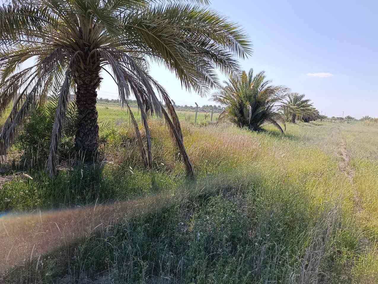 متوفر 3 دونم وربع مجاور محطه  البوعسل قرب مزارع طيبه   عقد 35 سياج بي ار سي ماء وكهرباء ونخل بيها  عرضها 43 م ونزال 207 م للبيع
متوفر 3 دونم وربع
 مجاور محطه  البوعسل 
 عقد 35 
سياج بي ار سي ماء وكهرباء ونخل بيها 
 عرضها 43 م ونزال 207 م

 للبيع 
الاستفسار 
***********
***********
