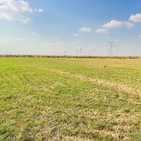 قطعه ارض للبيع مساحة 30دونم  مزروعه حنطه مثل ماموضح بل صوره  مكان بغدا...