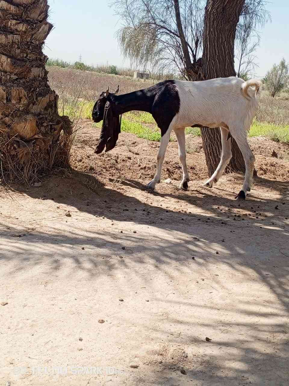 السلام عليكم اخوان متاح صخله افغانيه واحد على واحد اول بطن وكافزه الي يردهة يعلق او يتصل ***********
