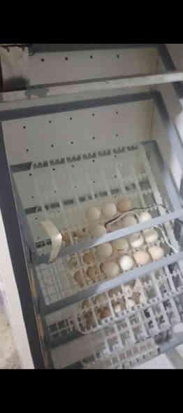 فقاسه للبيع ارتفاع 160 سم صور التفقس مثل ما تشوفون بالصور مكانها كربلاء حي العامل الاستفسار *********** متواجد واتساب ومازنجر  فقط
