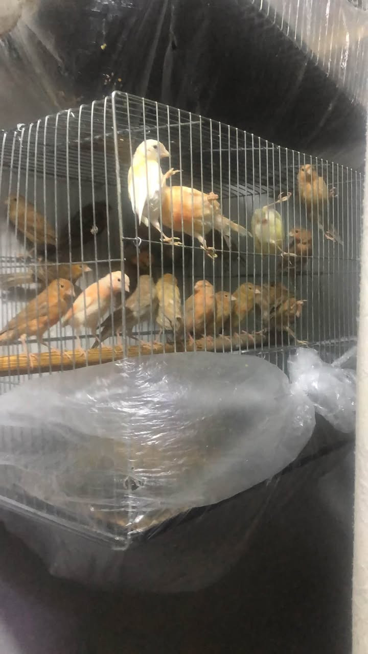 كناري اول جهوزيه
تك ١٥ الف


**إذا كنت صاحب هذا الإعلان وتريد حذفه لأي سبب، رجاءا أرسل رسالة إلى الدعم الفني**