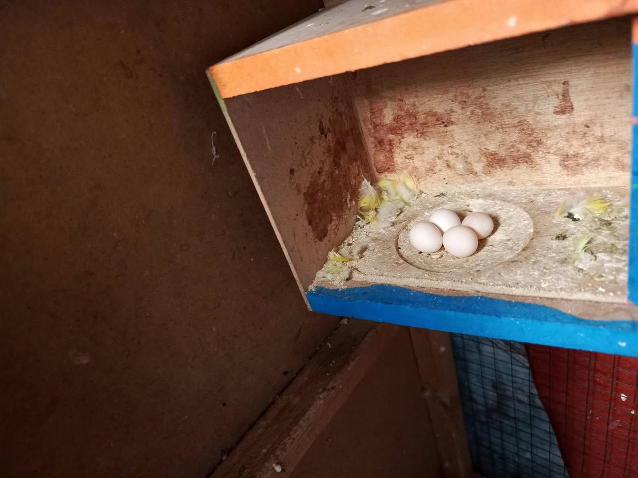 سلام عليكم عندي طيور حب للبيع زوجين متزوجات وجواهن بيض وفروخ الشراي ينطي السعر بل يرضي الله علما القفص مو للبيع ***********
‏‪***********‬‏
