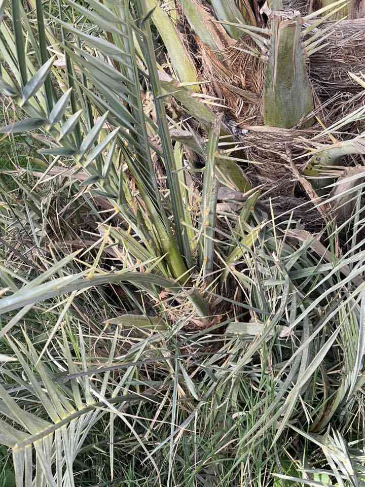 للبيع 4فسائل ابلگ السعر 75الف للفسيله الواحده العنوان الضوالم قرب فرع الوركاء ***********
