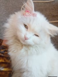 بزونة • للتبني
