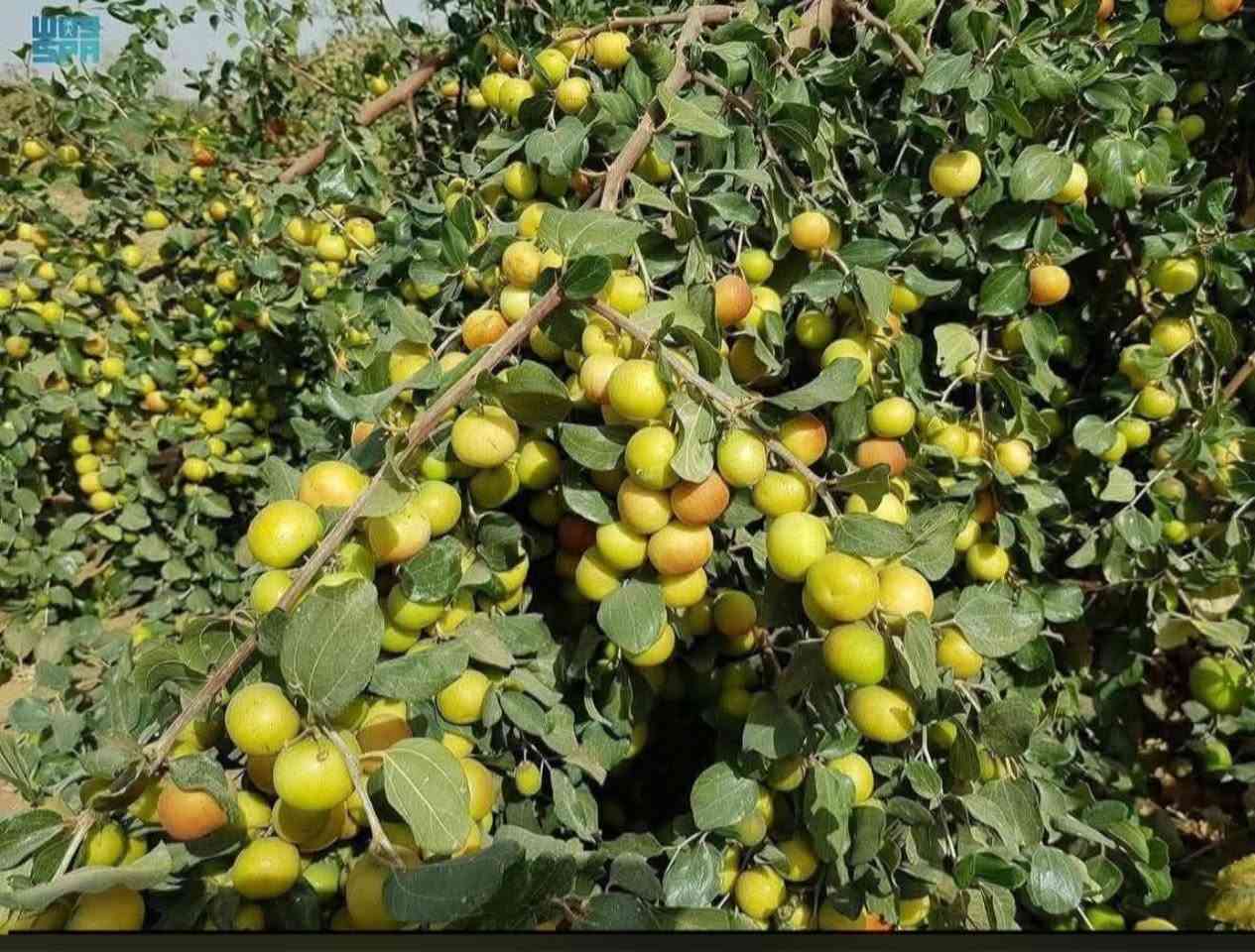 مستعدين لتطعيم السدر تفاحي البصراوي🍏 عرموطي تايلندي🍐 باكستاني زيتوني مكان ذي قار قضاء نصر رقم هاتف *********** وا.تساب☎️
