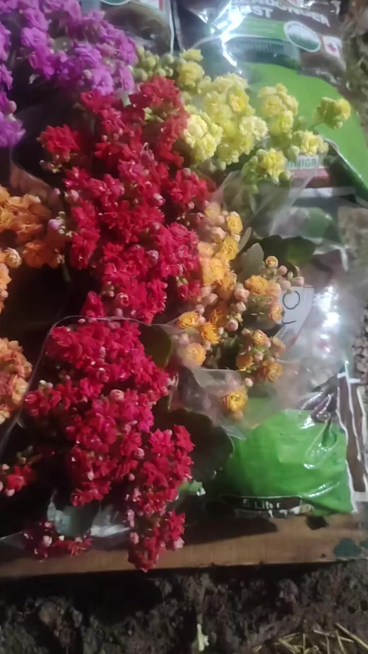 العنوان قرب عيادة الدكتور لمعان
واتساب ***********
