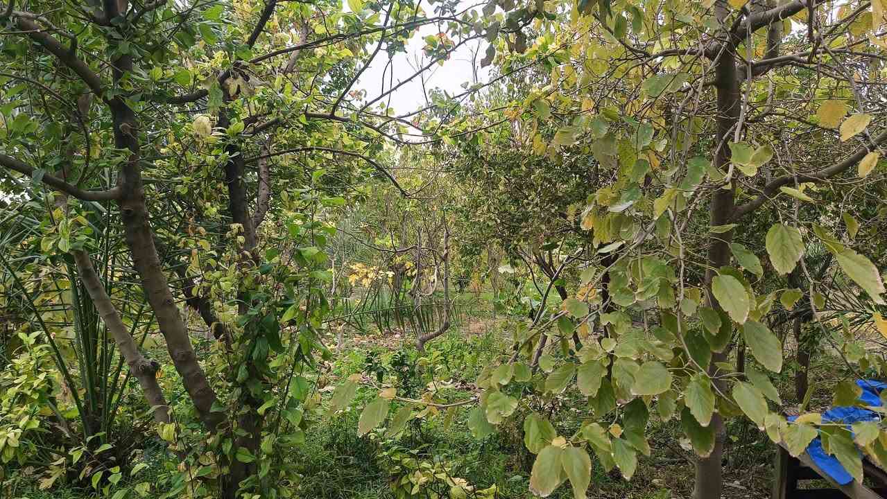 #_مزرعه للبيع 
مساحة الأرض دونم و400م  محدده بسياج من ثلاث جهات وفيها دار استراحه صغير ومسبح وغرف للحيوانات وتنور طابو زراعي25 مغروسه بأشجار زيتون على طول السياج وتين ومشمش وخوخ ونخيل و وقسم منها ارض غير مزروعه وتحتوي على بئر وكذالك أشجار رمان وبرتقال وليمون وقمرية عنب للاستفسار ‏‪0771 132 5172‬‏ او 
***********
السعر 45 مليون وقابل للتفاوض
