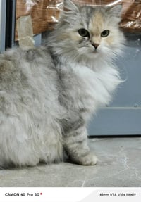 بزون أليف فووول يتكرم في تواليت وما عنده سوالف ناقصة  قيم سعرك واردلك ...