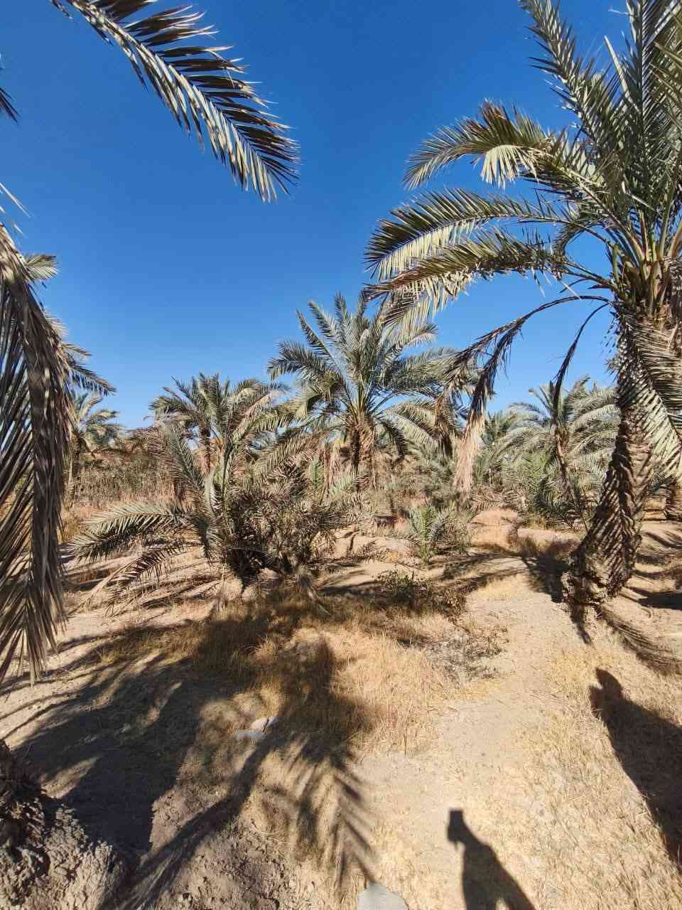 بيع متوازي نص دونم مع بيت
في منطقة كربلاء عامود125
طريق بغداد كربلاء سايد الدخول
 سند25 طابو زراعي  باسمي
مساحة100مربع غرفتين نوم وصالة واستقبال
وطارمه بناء حديث طابوق
السعر100 قابل لتفاوض ويرهم قسط
اتصال  ‎+964 772 461 7382
‎+964 782 602 9144
غير متواجد على الفيس
ملاحظه انه ابو الدونم دلال ولاشي لحد يغ@@شكم تجي مني تاخذه 
اخوكم ابو ريحانه المياحي تحياتي
