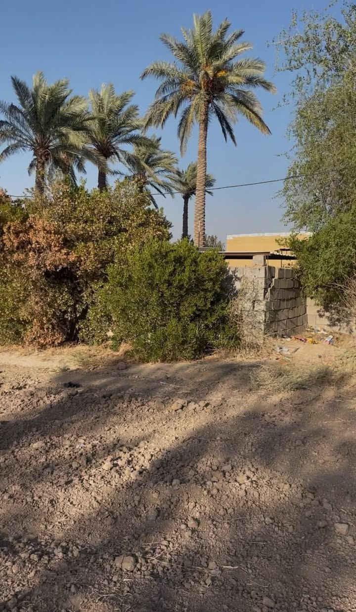 دونمين وربع مع بيت وبستان إذا تريد دونم البستان او تريدها شلع عادي 
الخدمات متوفره كهرباء ⚡️ 24 ساعه 
فيها حصه مائيه وتبليط 
ايضا يتوفر قريب منها مدارس 🏫 ومساجد 🕌 ومحلات واسواقات وصيدليات 
تريد تأخذها شلع سند تريد دونم واحد عادي 
الارض محدده وكامله تفتح بيان ثاني يوم سعر الدونم 60 وبي مجال حك الجيه 
العنوان قضاء المحمودية قريه تل السمر سريع حله بغداد الدولي جسر الرابع على نهر شيشبار بالقرب من مدرسة البشائر الابتدائية 
الاستفسار عنها اكثر اتصل بنا على الرقم 
***********
او اتصل عبر الواتساب عن طريق الكورك 
***********
