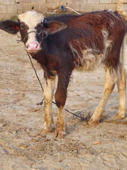 الله مصلي عل محمد والي محمد جاموسه البيع كامل المصفات جواه شفج حليب خير من الله كل شروط جني هدي كلش وجارع المكان ميسان العماره ***********
