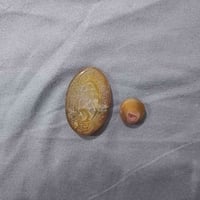 مراوس • ابو محبس