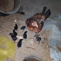 دجاجه خشنه • ١٠طيور • قضاء الفجر