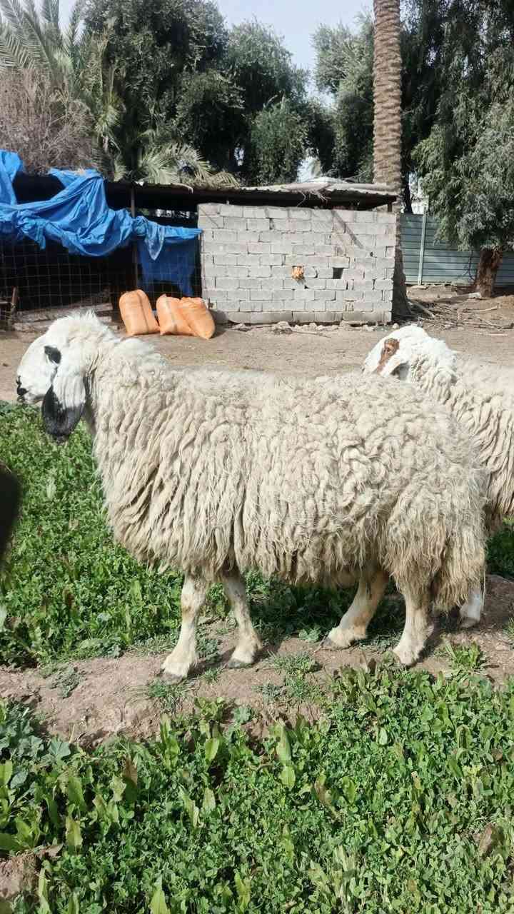 ***********
السلام عليكم متاح نعاج عدد ٢ وحده كريشيه وحده عرجليه 
مكاني بغداد التاجي الي يريدهن يتصل ويدلل
***********

