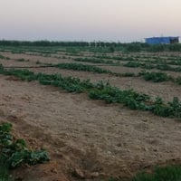 ١٠٠ دونم • حقل سمج • ٤ آبار