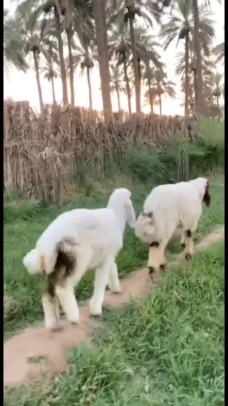 السلام عليكم
للبيع طليان فحله حلوات
الشراي يتصل وبي خير ويدلل
العنوان بابل ورديه خارج
الهاتف *********** تحياتي للجميع 🫡🫡
