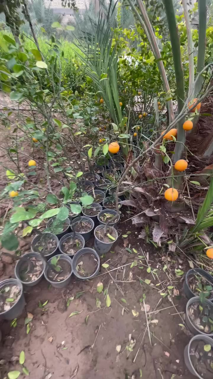 السلام عليكم يتوفر حامض عراقي حامل برتقال عراقي حامل لالنكي عراقي حامل كميات خير من الله واسعار جمله استفسار اتصل على الرقم *********** مكاني بغداد الكريعات
