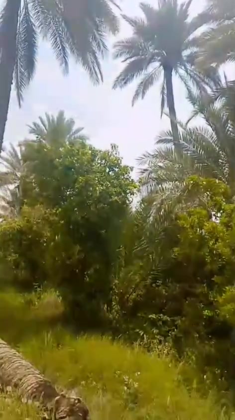 فرصه استشماريه بابل المسيب
6دونم للبيع سند25 مستقل 
نخيل عدد80 أشجار فواكه رمان عنب
تين برتقال زيتون+حمضيات نارنج نومي 
لالنكي سندي +ماء كهرباء متوفر+ بأر ماء
+ماء سقي تحتوي على بحيره اسماك
+حقل  دواجن عدد2+اجايز دواجن
قاعه حقل دواجن واحد مشيد
+تبعد عن شارع تبليط 350متر
+عرض الشارع 10 متر مثبت وبي مرتسم
+محاطه بزل+نهر +سعر الكلي(350)مليون
للاستفسار اكثر خاص ..


**إذا كنت صاحب هذا الإعلان وتريد حذفه لأي سبب، رجاءا أرسل رسالة إلى الدعم الفني**